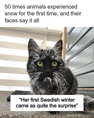 funny animals.jpg