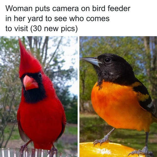 the best of bird photo booth ostdrossel part 2.jpg