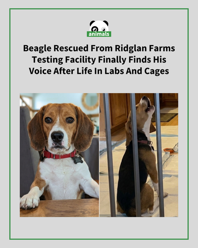 745. The scared pups were seen shaking in cages as they were taken for evaluation.png