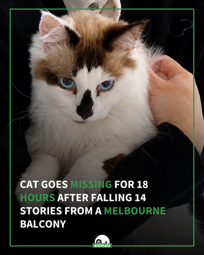 743. 'Miracle' Cat Survives 14 Story Fall from Apartment Balcony 'Definitely the Highest We’ve Seen'.png