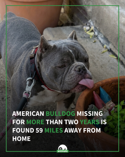 744. Beloved Dog Reunites with Family 2 Years After Going Missing ‘So Grateful to Have Him Back’.png