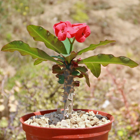Euphorbia milii grandiflora sri suparat jpj 1.jpg