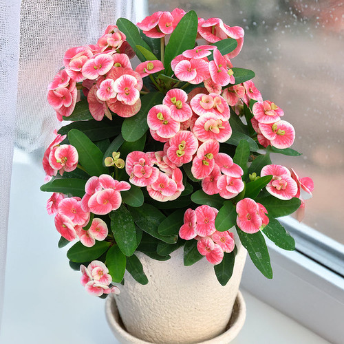 euphorbia milii sonia.jpg