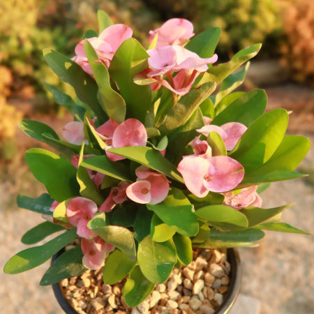 Euphorbia milii grandiflora green apple 1 Gallon jpj 1.jpg