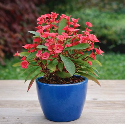 Euphorbia milii crown of thorns4.jpg