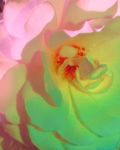 white roses detail.jpg