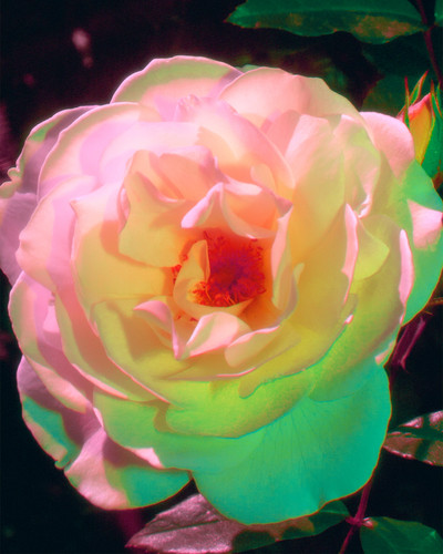 white roses detail 2.jpg