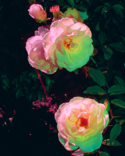 white roses LR.jpg