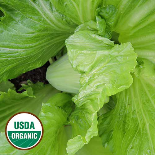 0206 leaf heading mustard organic.jpg
