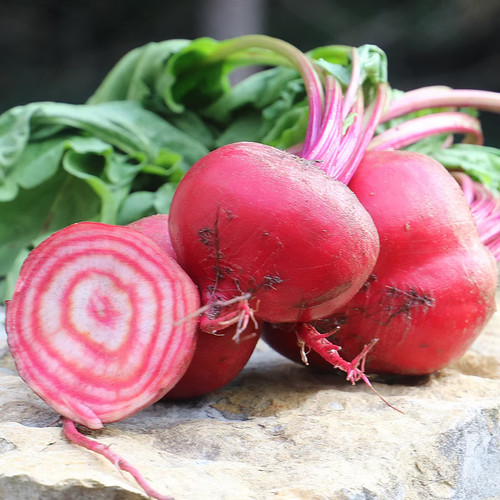 0345A chioggia beet organic.jpg