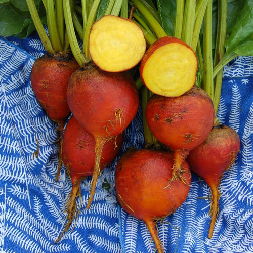 0611 burpees golden beet organic.jpg