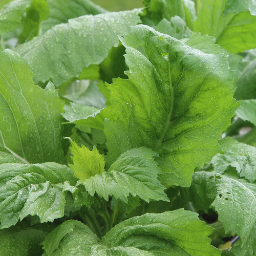 0387A 1 carolina broadleaf mustard.jpg