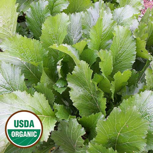0192 byrd mustard organic.jpg