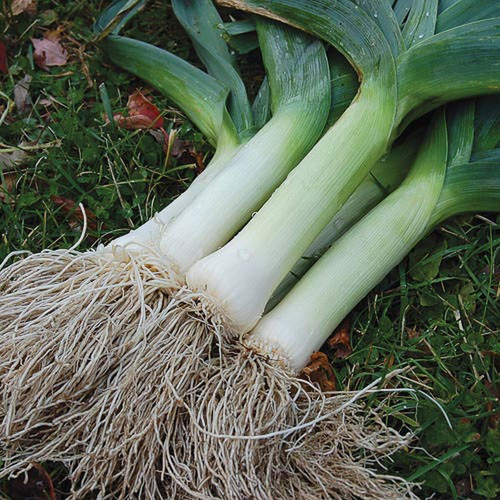 0639 giant musselburgh leek.jpg