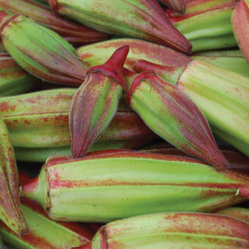 1510 hill country red okra.jpg