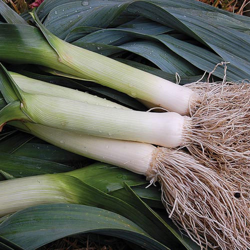 0640 prizetaker leek.jpg