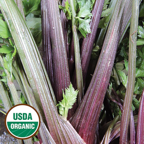 0110 pink plume celery organic.jpg