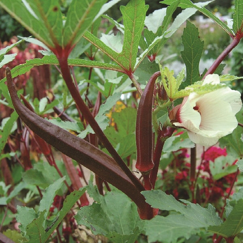 0399C red burgundy okra.jpg