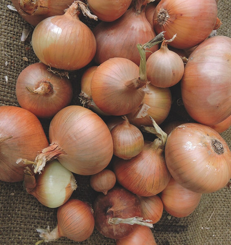 0136 1 newburg onion.jpg
