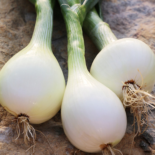 0324 walla walla onion.jpg