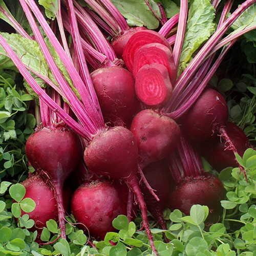 0347 early blood turnip beet.jpg