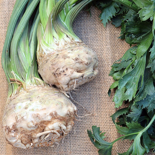 1690 1 Giant Prague Celeriac.jpg