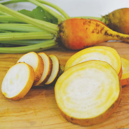 0152 yellow intermediate mangel beet.jpg