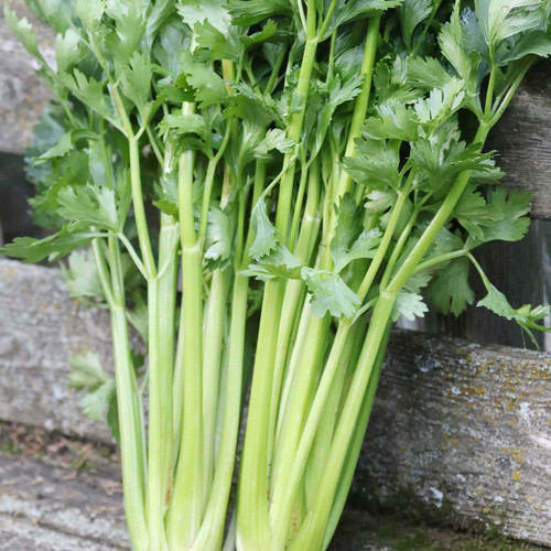 0020 tall utah celery organic.jpg