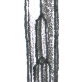 Gladius.png