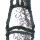 Quarterstaff.png
