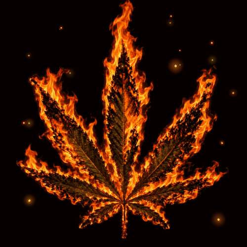 firefly embers natural loop.gif