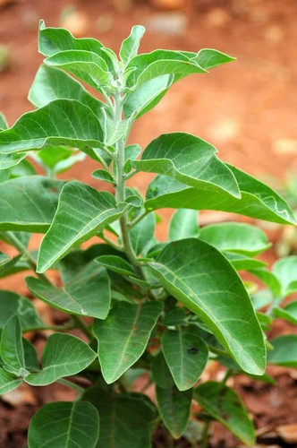 85 ashwagandha seeds a2963 aywal original imah4drtvktggfnd.jpg