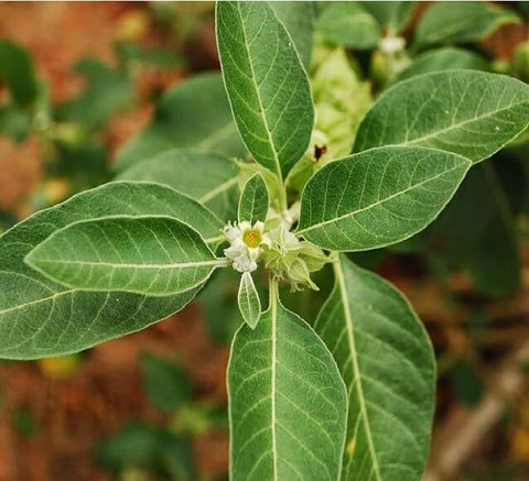 115 ashwagandha seeds a2273 aywal original imah4drtyajddcpw.jpg