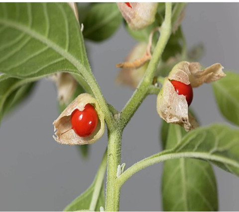 45 ashwagandha seeds a2787 aywal original imah4drtmagvweu7.jpg