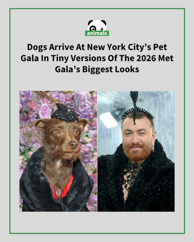 735. Fashionable Dogs Recreate the 2026 Met Gala’s Most Iconic Looks at the Annual Pet Gala.png