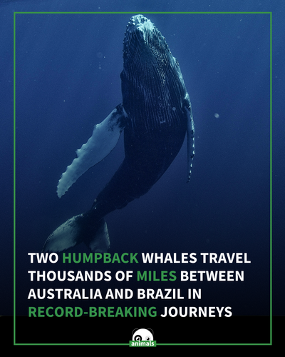 734. 2 Humpback Whales Set Record for Longest Journey Between Breeding Locations, Swimming Over 9,00.png
