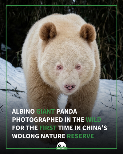 739. For the first time ever, an albino giant panda has been photographed in the wild.png