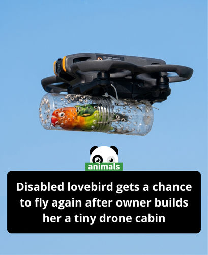 736. A tiny lovebird named Nitya lost the ability to fly properly after a cat injury.png