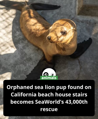 737. SeaWorld rescue teams surpass 43,000 animals saved.png