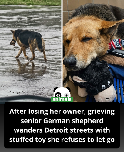738. Grieving Stray Dog Refuses To Let Go Of Her Favorite Stuffed Toy.png