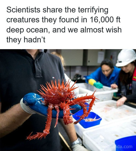 strange unusual deep sea animals.jpg
