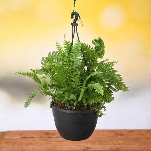 nurserylive g nephrolepsis exalt.jpg
