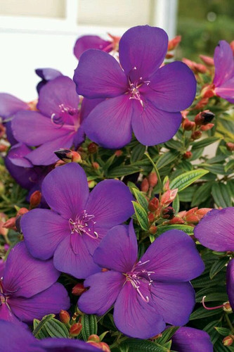 Tibouchina.jpg