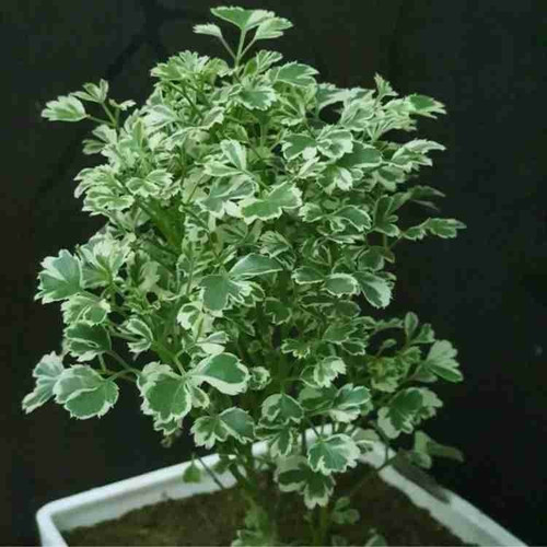 no annual yes 8592 small 1 grow.jpg