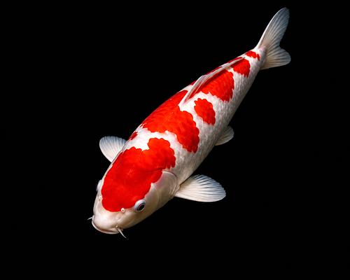 Kohaku koi in dramatic lighting.png