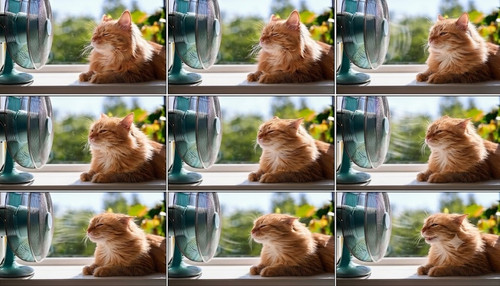 cats grid.jpg.jpg