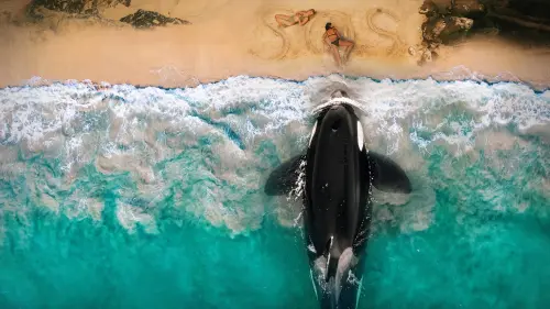 killer whale banner.webp