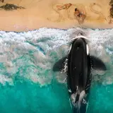 killer whale banner