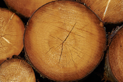 Timber Yard Beverly Hills.jpg