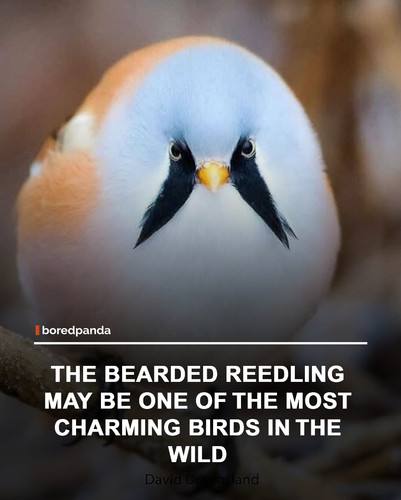 img facts.jpg